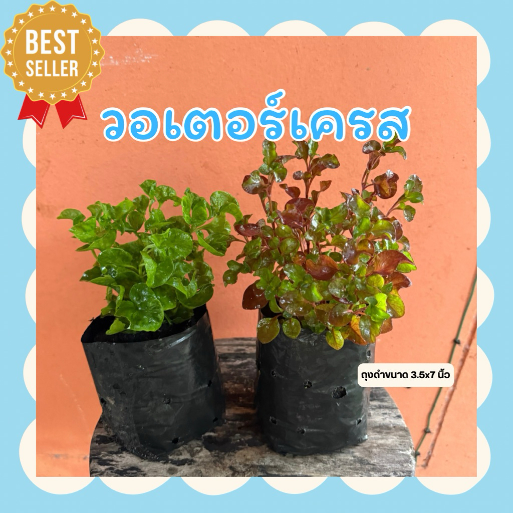 ต้นวอเตอร์เครส หรือสลัดน้ำ(2 ถุง 69) ในถุงดำ 3.5 x 7 นิ้ว