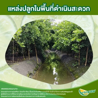 (3000 มล.) น้ำมะนาว ตรา ชาวสวน 3 ถุง Sianfood รสชาติเปรี้ยวสดเหมือนคั้นสดจากลูก