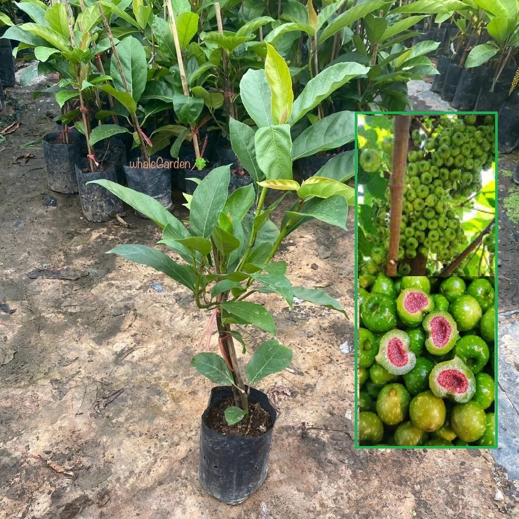 ต้นมะเดื่อฉิ่ง  มะเดื่อฉิ่ง (Ficus botryocarpa) กิ่งชำ ให้ดอกผลเร็ว (รับประกัน ส่งใหม่ฟรี หากสินค้าเเสียหาย!!)