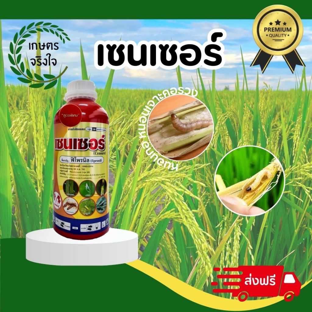 เซนเซอร์ (ฟิโพรนิล) ขนาด1 ลิตรป้องกัน 15 ไร่ หนอนกอ หนอนเจาะคอรวงในนาข้าว