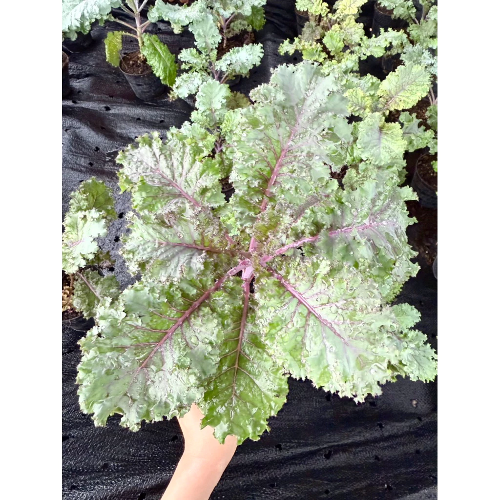 ต้นเคลใบหยิกสีม่วง เคลสการ์เร็ตอคะน้าเคลใบสีม่วง Kale Scarlet กระถาง 4 นิ้ว