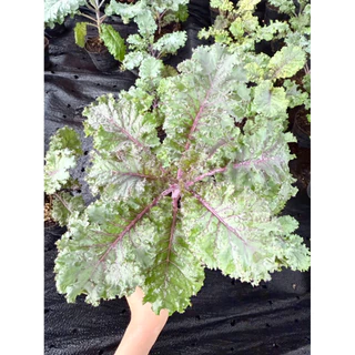 ต้นเคลใบหยิกสีม่วง เคลสการ์เร็ตอคะน้าเคลใบสีม่วง Kale Scarlet กระถาง 4 นิ้ว