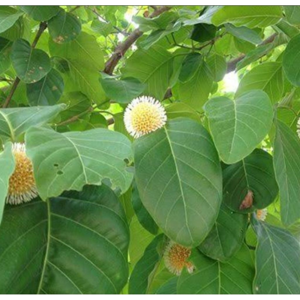 ใบกระทุ่มนาออแกนิค เก็บสดบรรจุ100g.