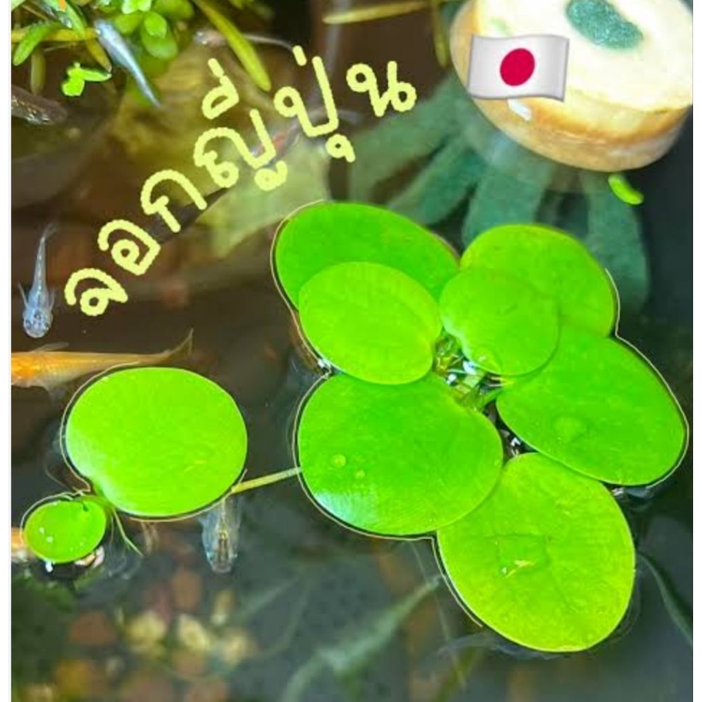 จอกเขียวญี่ปุ่น ไม้น้ำประดับอ่างปลา