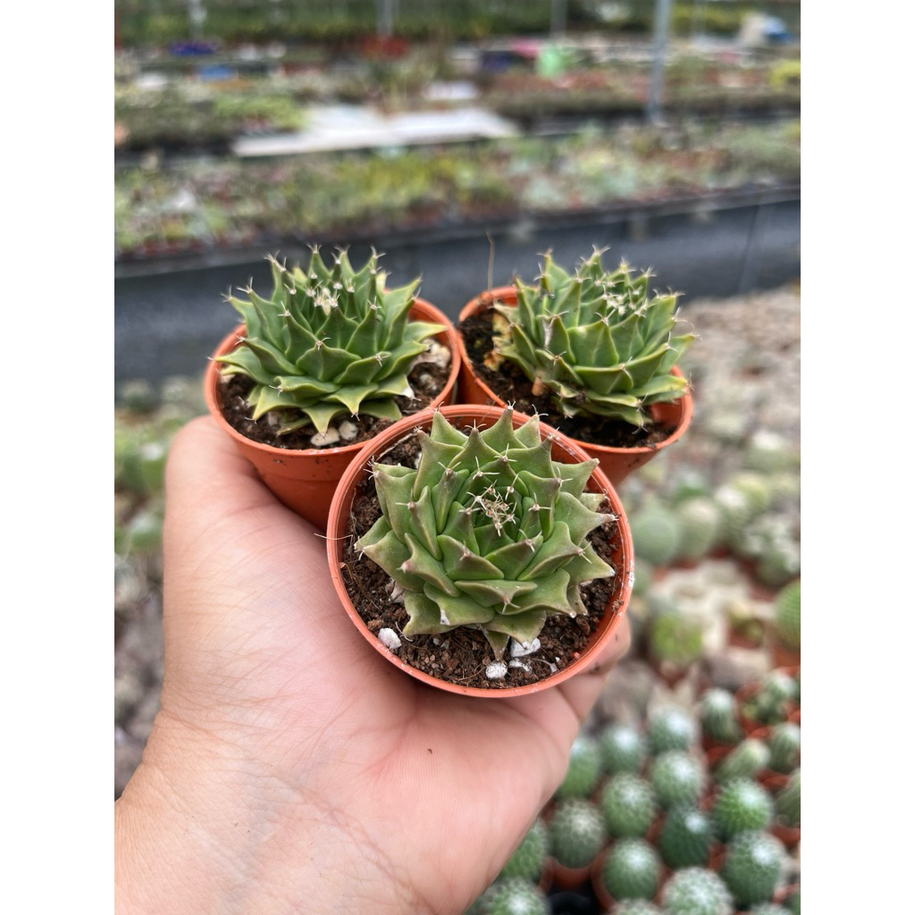 กลีบกระทง  Ob gonia cactus
