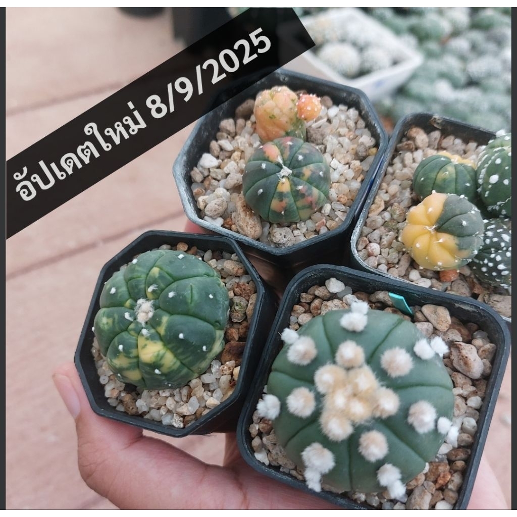 แอสโตรด่าง ด่างแดง Astrophytum แอสโตรวี เว้า โออิโบะ แคคตัส กระบองเพรช