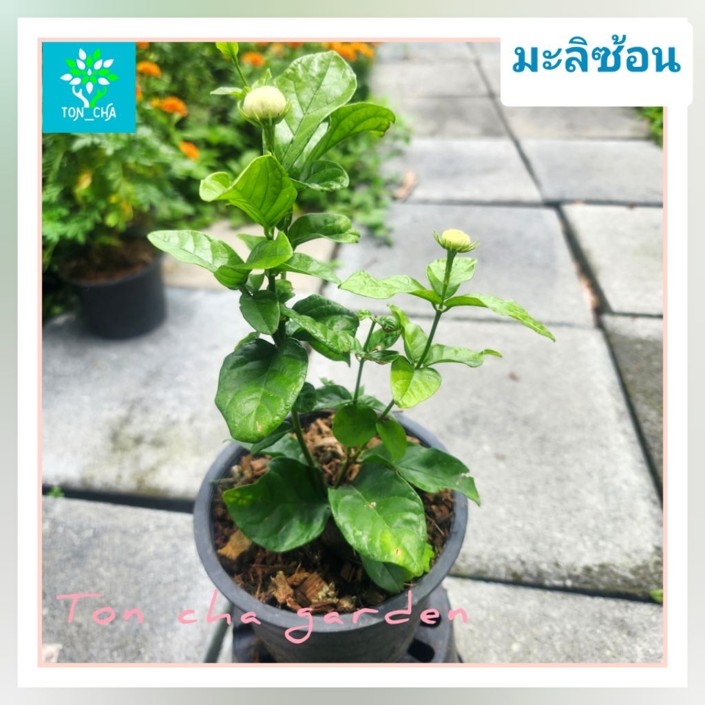 มะลิซ้อน/ต้นมะลิลา จัดส่งพร้อมกระถาง6" สินค้าพร้อมส่ง ต้นสวยๆ แข็งแรง