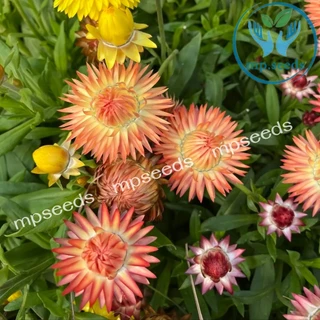 เมล็ดดอกกระดาษ 200 เมล็ด เดซี่มิกซ์กระดาษ Strawflower / Paper Daisy