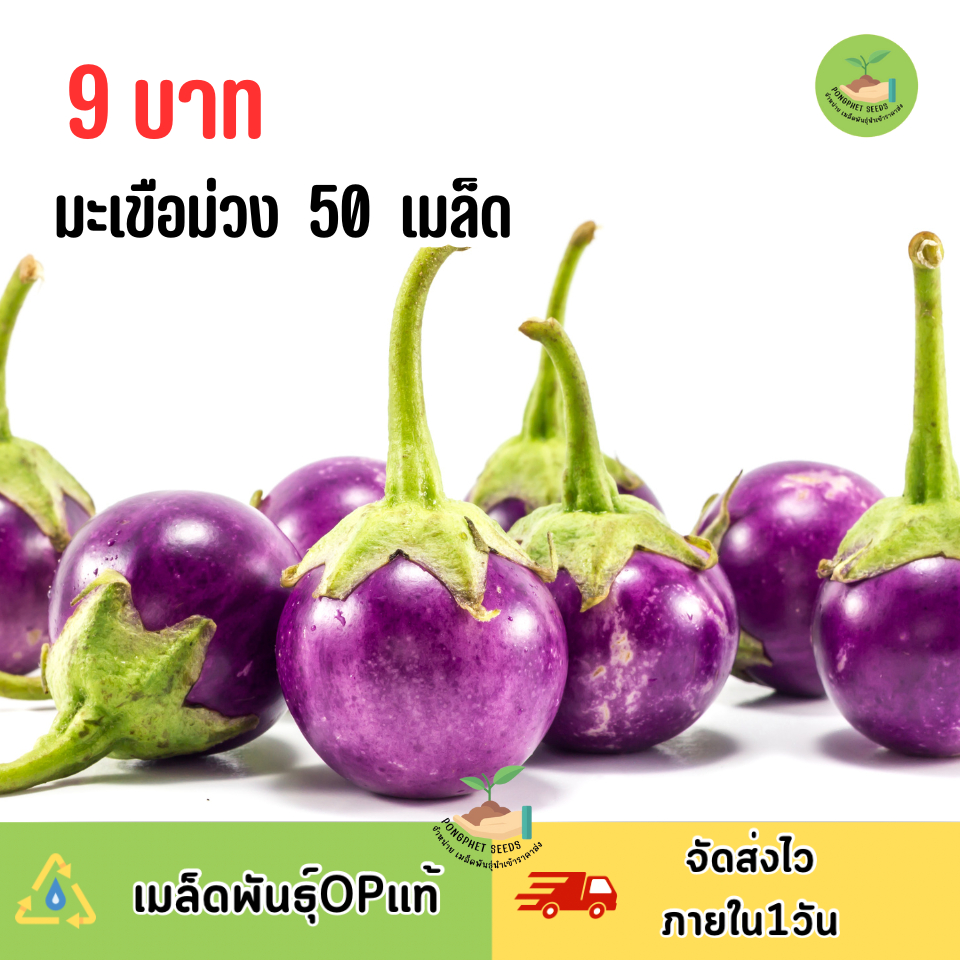 พิเศษ9บาท มะเขือม่วง 50 เมล็ด