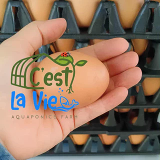 ไข่ไก่ปล่อยอิสระ Free Range Eggs ปลอดสาร สดใหม่จากฟาร์ม อร่อยไข่แดงมันนัว (20 ฟอง/20 eggs)ไซส์ M