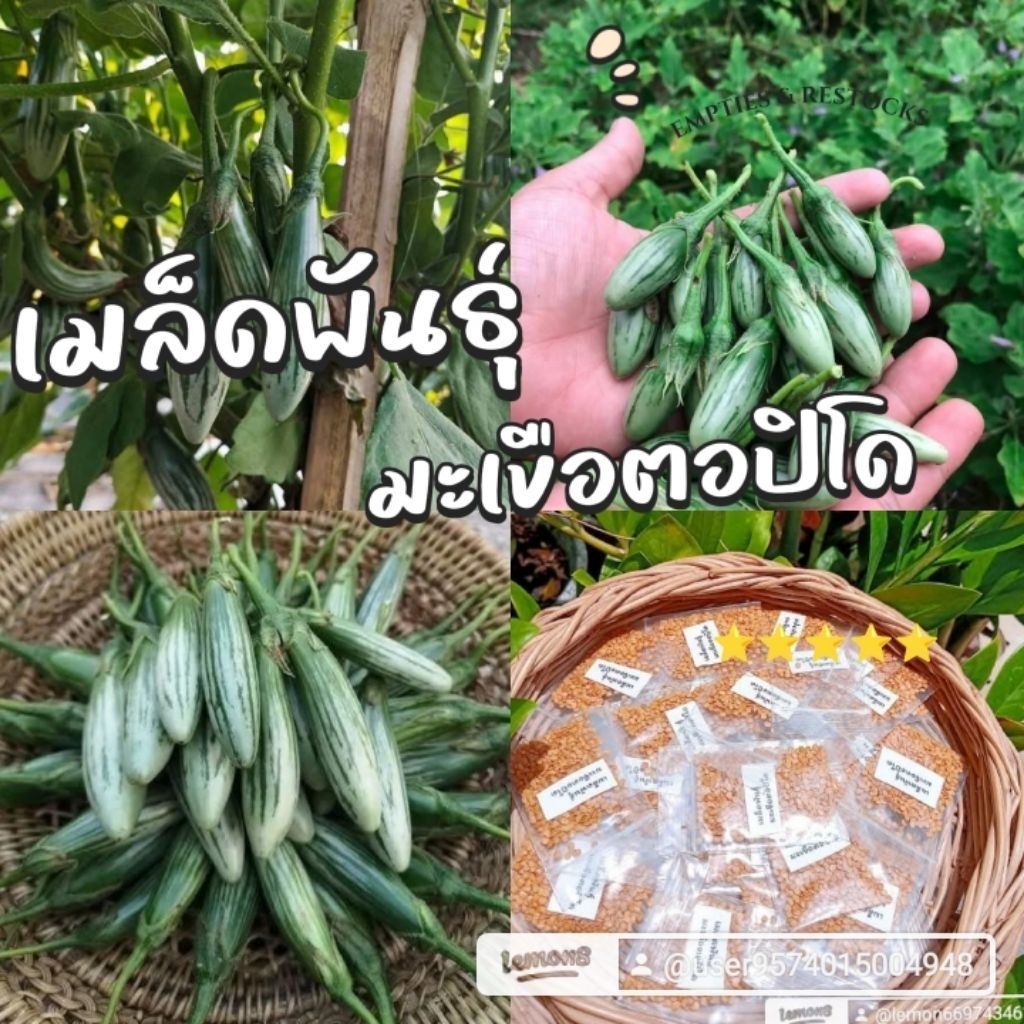 เมล็ดพันธุ์มะเขือตอปิโด 200 เมล็ด 29 บาท