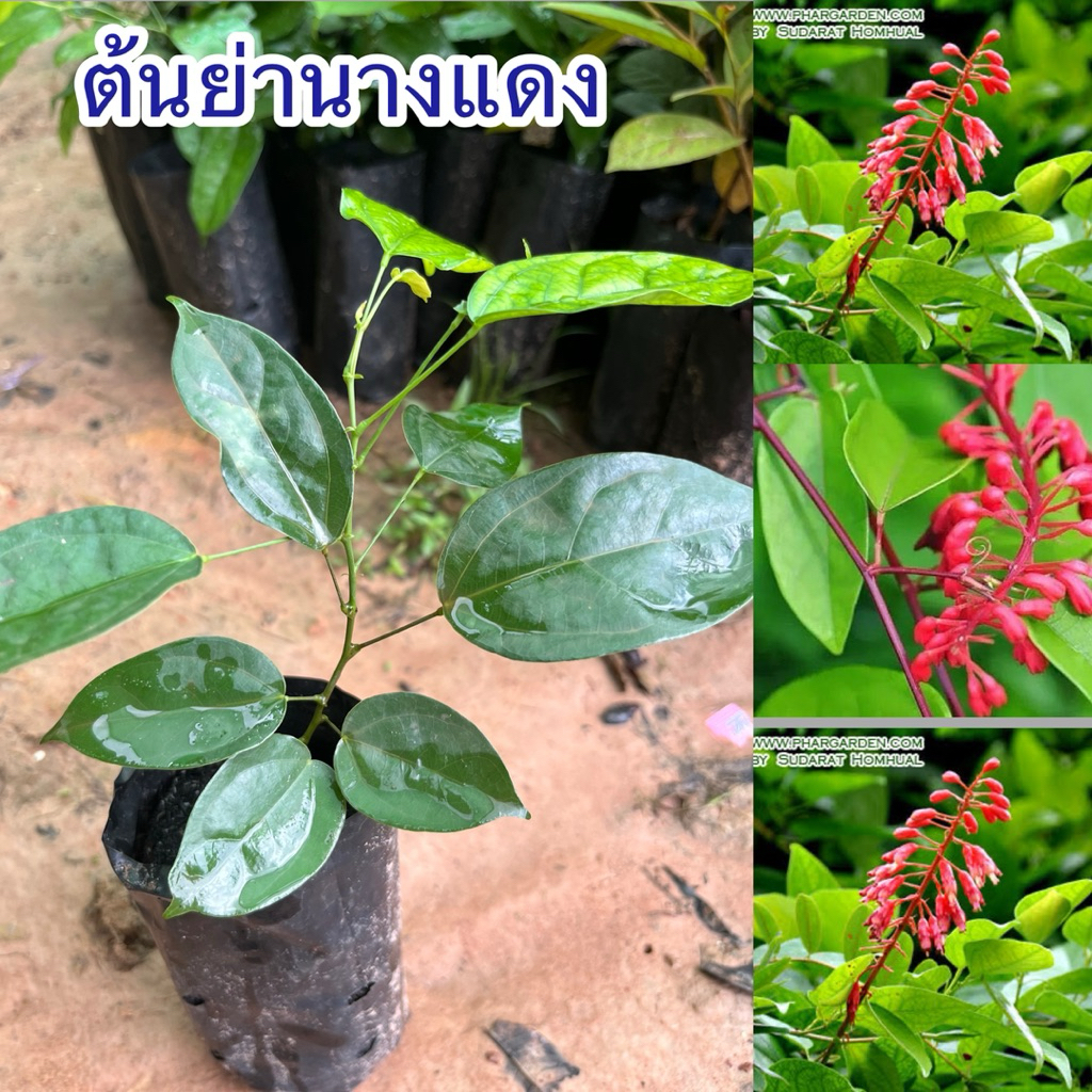 ต้นย่านางแดง 4ต้น90บาท สวยๆพร้อมส่งจ้า