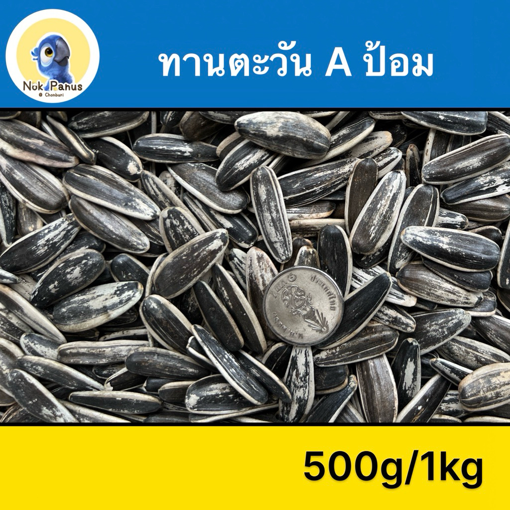 ทานตะวันเอป้อม A เม็ดใหญ่ อาหารนกแก้ว เมล็ดทานตะวัน สะอาด ไร้ฝุ่น
