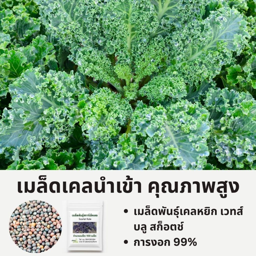 เมล็ดพันธุ์ Vates Blue Scotch Curled Kale – เมล็ดนำเข้าคุณภาพสูง | ทรงพุ่มกะทัดรัด | ปลูกง่าย