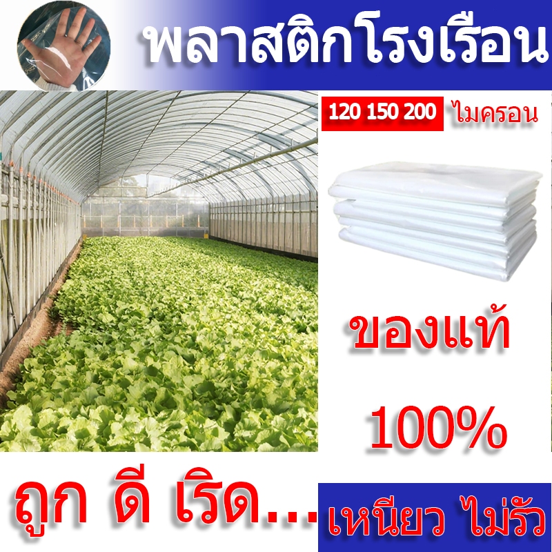 พลาสติกโรเรือน พลาสติกคลุมโรง หนา 120/150/200 ไมครอน พลาสติกคลุมโรงเรือน เหมาะสำหรับงานกันซึมหลังคาเรือนกระจก