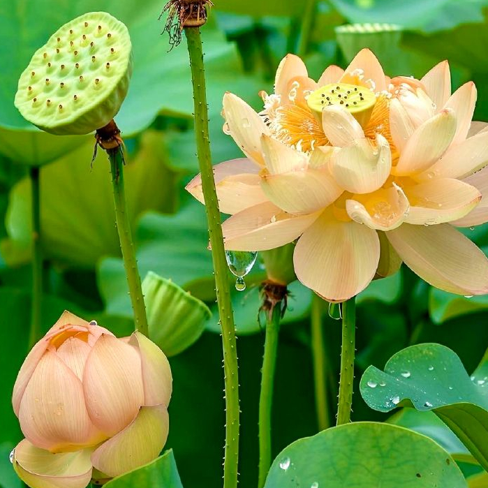 5 เมล็ด บัว สีส้มอ่อน บัว โลตัส วอเทอร์ลิลลี่ เม็ดบัว Waterlily Lotus seeds