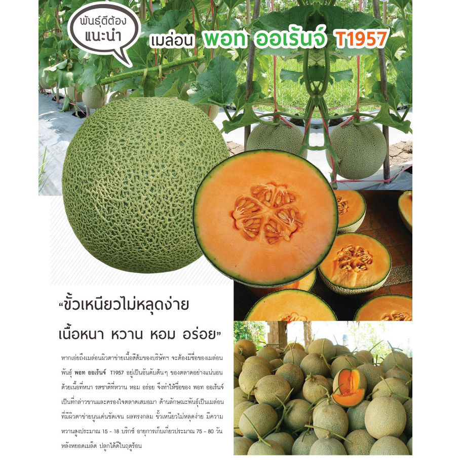 เมล่อนพอทออเร้นจ์ ที1957 20g เพื่อนเกษตรกร ตราดอกแดง ใหม่!! เนื้อสีส้ม ผิวตาข่าย ฉ่ำนุ่ม หวานสูง(พอท ออเร้นจ์) ราคา ถูกที่สุด ดีลบีเคเค แกลเลอรีภาพที่ 4
