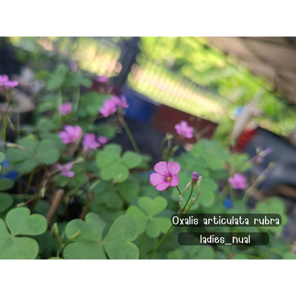 Oxalis articulata rubra ดอกสีชมพูต้นเล็ก ๆ ออกดอกเก่งมาก ในถุงเพาะชำพร้อมลงกระถาง