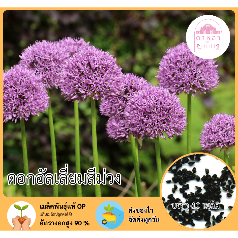ดอกอัลเลี่ยมสีม่วง 10 เมล็ด