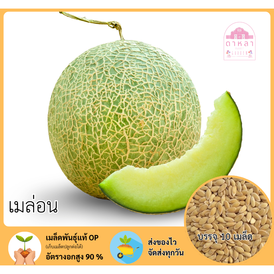 เมล่อน จำนวน 10 เมล็ด
