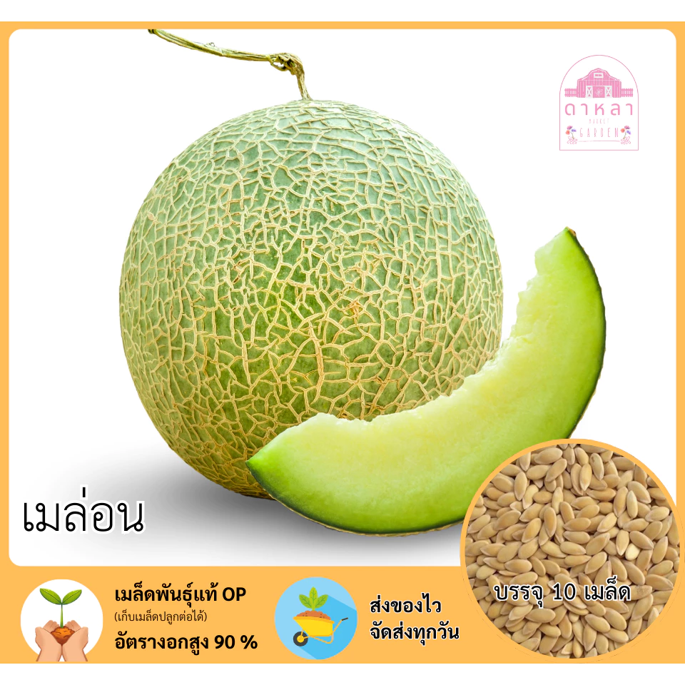 เมล่อน จำนวน 10 เมล็ด