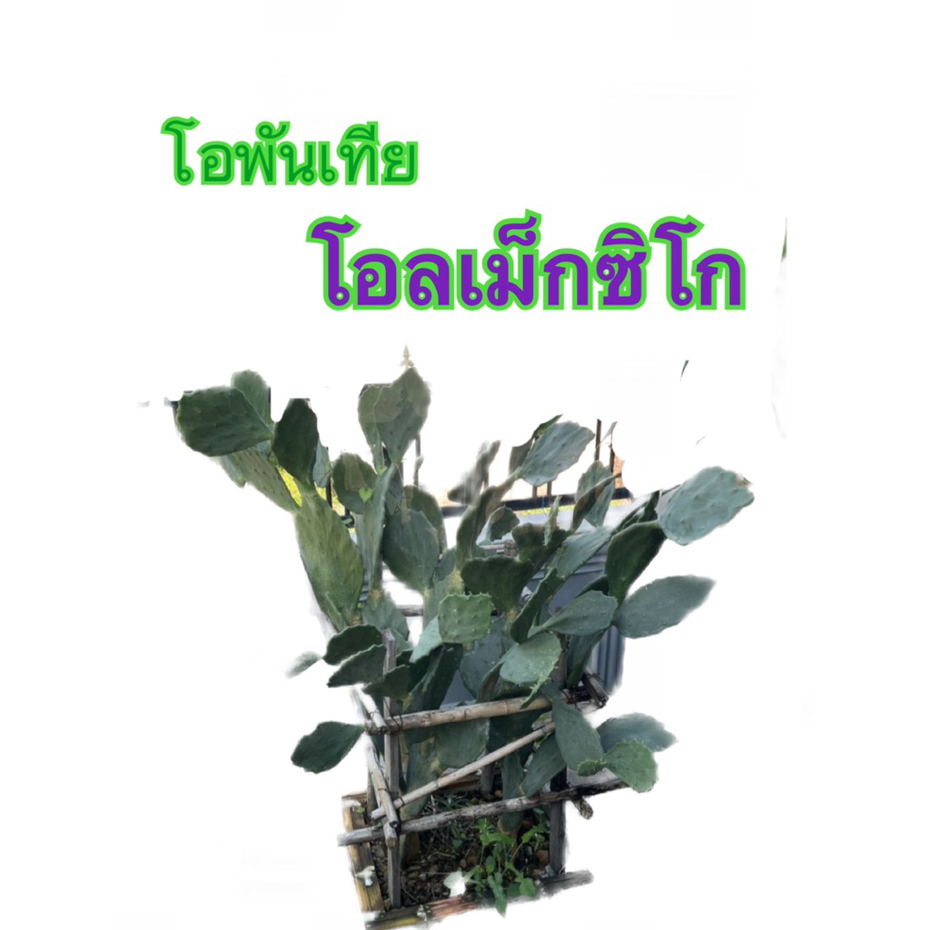โอพันเทียโอลแม๊กซิโก ผลและใบทานได้ opuntia old mexico ตัดสดทายาเร่งรากให้ด้วย