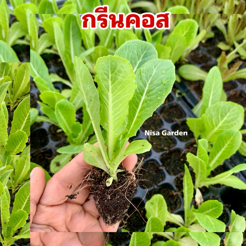 Nisa Garden ต้นกล้าสลัด กรีนคอส แข็งแรง โตเร็ว 🔥(ซื้อ 10 แถมฟรี 2)🔥