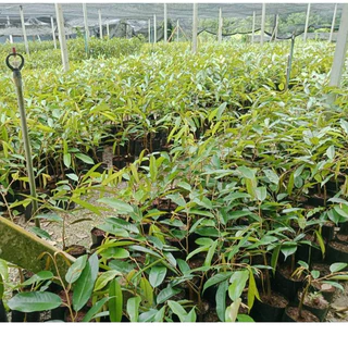 ต้นทุเรียนหมอนทองโล๊ะแปลง🌱จัดชุด 1ชุด 3 ต้น