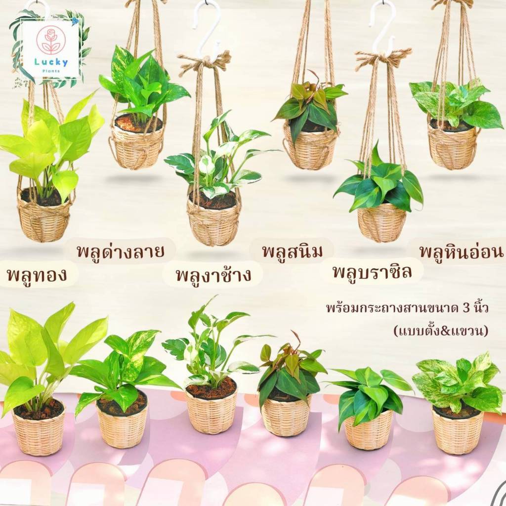🌱พลูทอง/พลูลาย/พลูงาช้าง/พลูสนิม/พลูบราซิล/พลูหินอ่อน/พลูบราซิลด่างสามสี/พลูหัวใจลาย(แบบตั้ง,แขวน) พร้อมกระถางสาน 3 นิ้ว