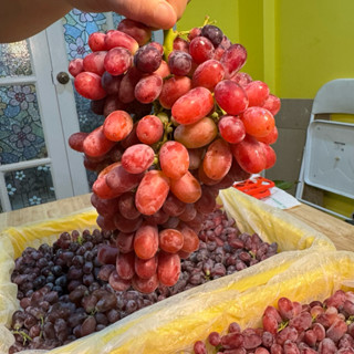 ส่งด่วน 4 ชม❤️องุ่นแดงไร้เมล็ด ซินเจียง หวานเข้ม กรอบ แพ็ค 1…