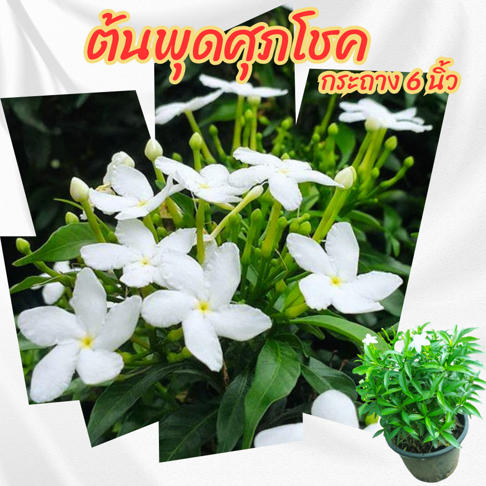 ต้นพุดศุภโชค กระถาง 6 นิ้วกระถาง 6 นิ้ว(ส่งพร้อมกระถาง)(ขั้นต่ำ 2 ต้น)