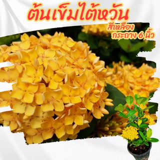 ต้นเข็มไต้หวันดอกสีเหลือง (เข็มพัทยา) กระถาง 6 นิ้ว ออกดอกตลอดทั้งปี ดอกทนไม่ร่วงง่าย