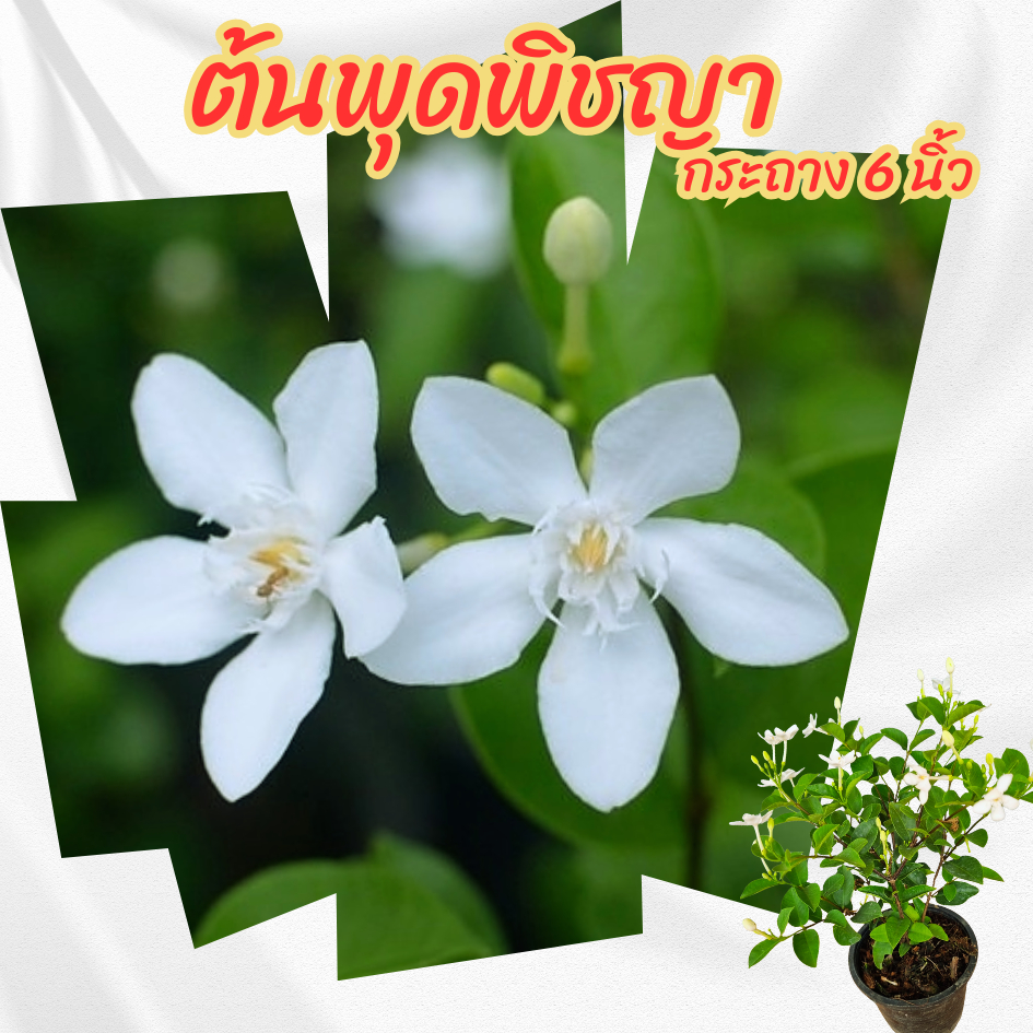 ต้นพุดพิชญา กระถาง 6  นิ้ว(ขั้นต่ำ 2 ต้น)