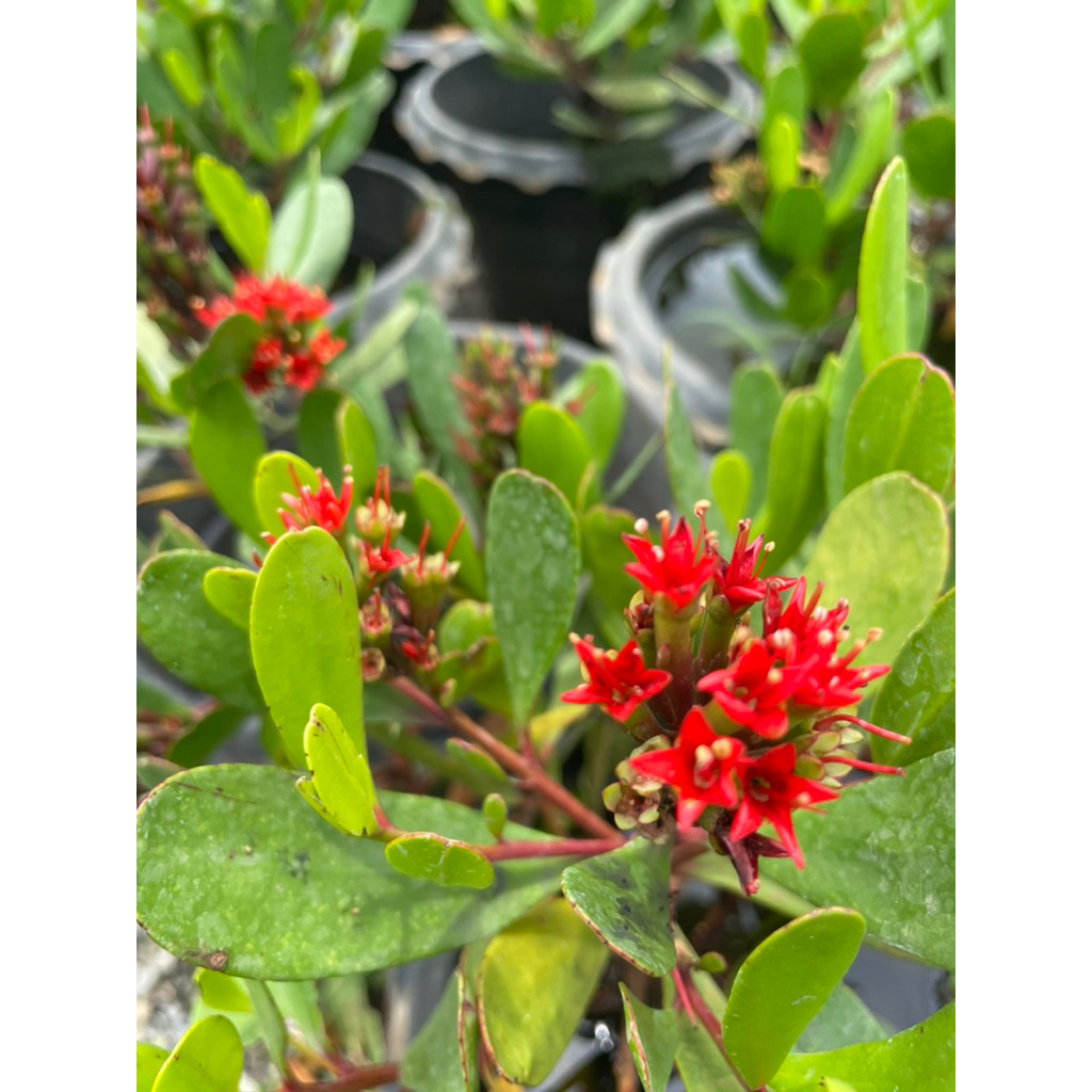 ต้นฝาดแดง (Lumnitzera littorea) ต้นไม้น้ำ ต้นไม้มงคลกระถาง8” ไม้เพาะเมล็ด สูง20-40ซม.
