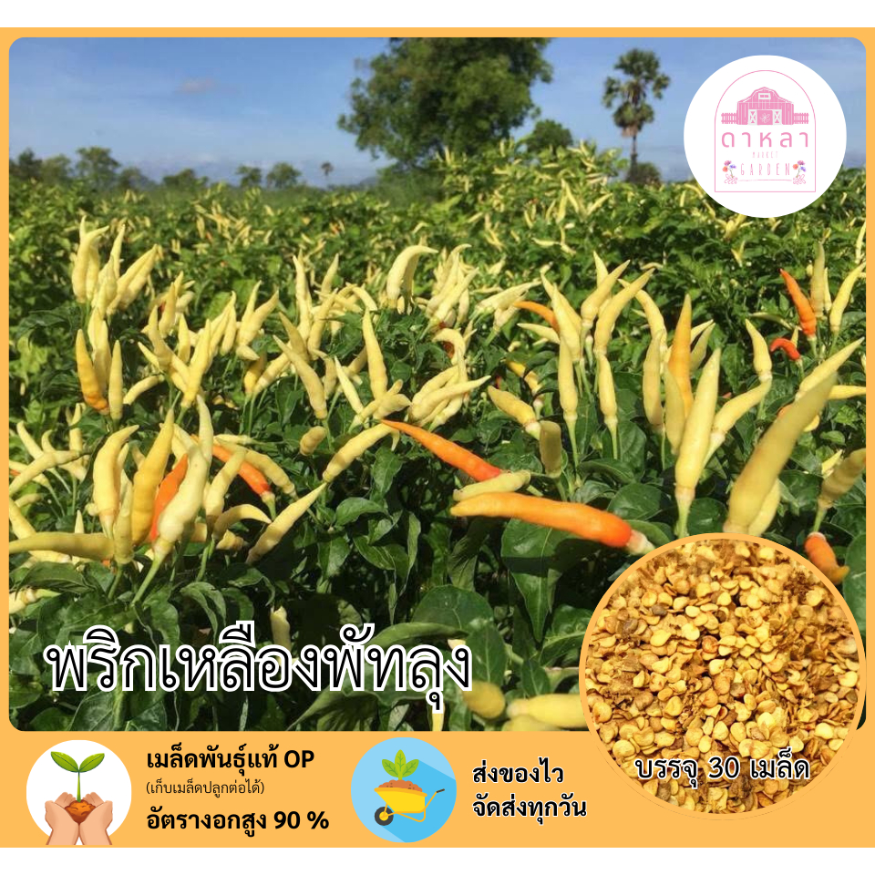 พริกเหลืองพัทลุง 30 เมล็ด
