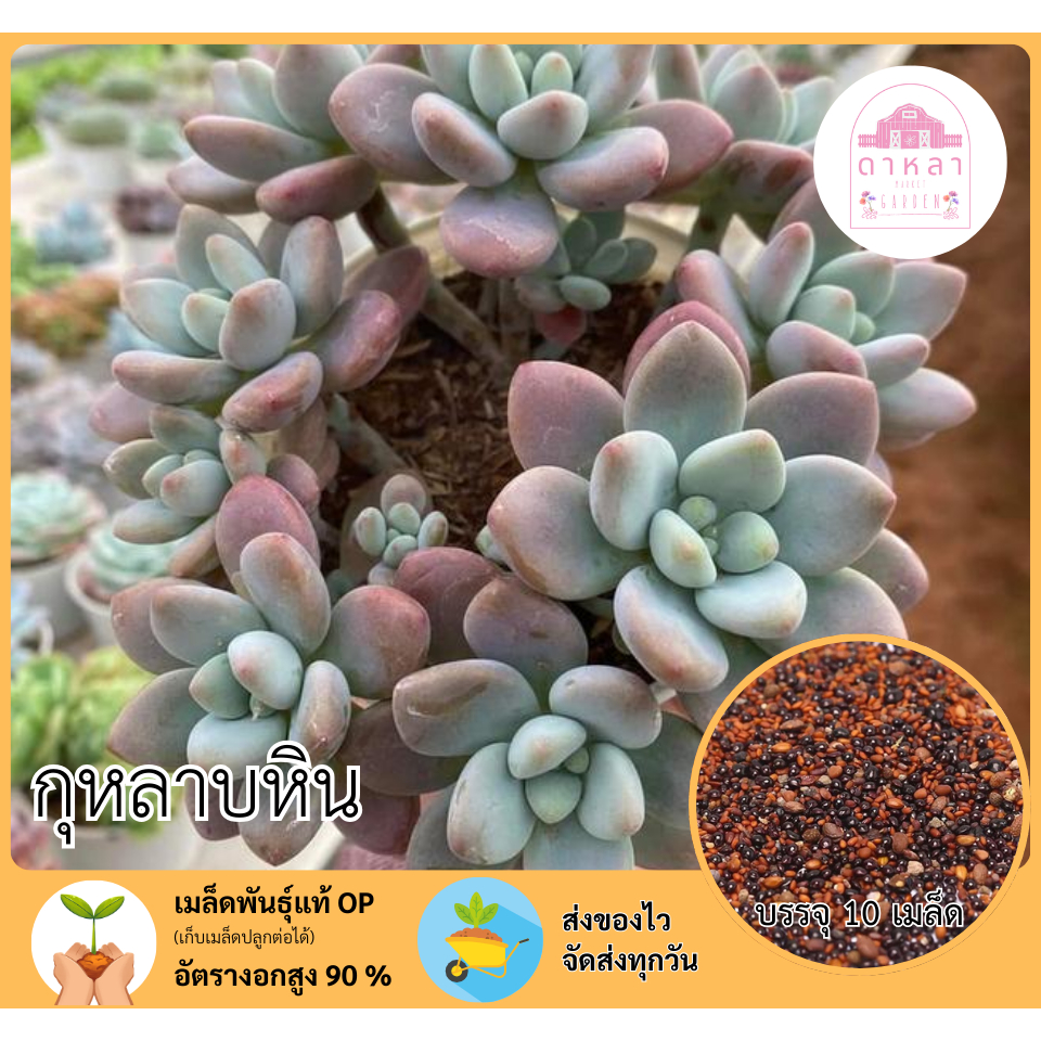 กุหลาบหิน จำนวน 10 เมล็ด