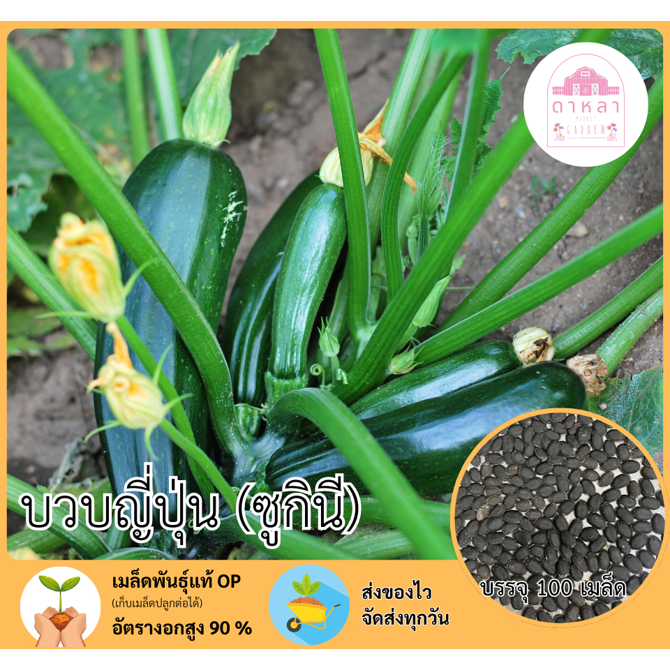 บวบญี่ปุ่น (ซูกินี) 100 เมล็ด