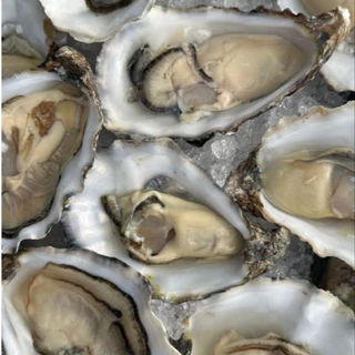 Korean Oyster Frozen หอยนางรมเกาหลีแช่แข็ง