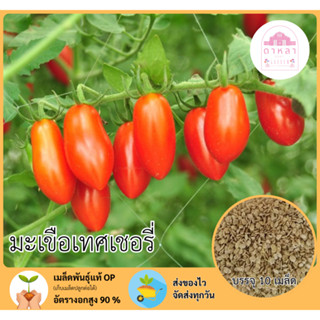 มะเขือเทศเชอรี่ 10 เมล็ด