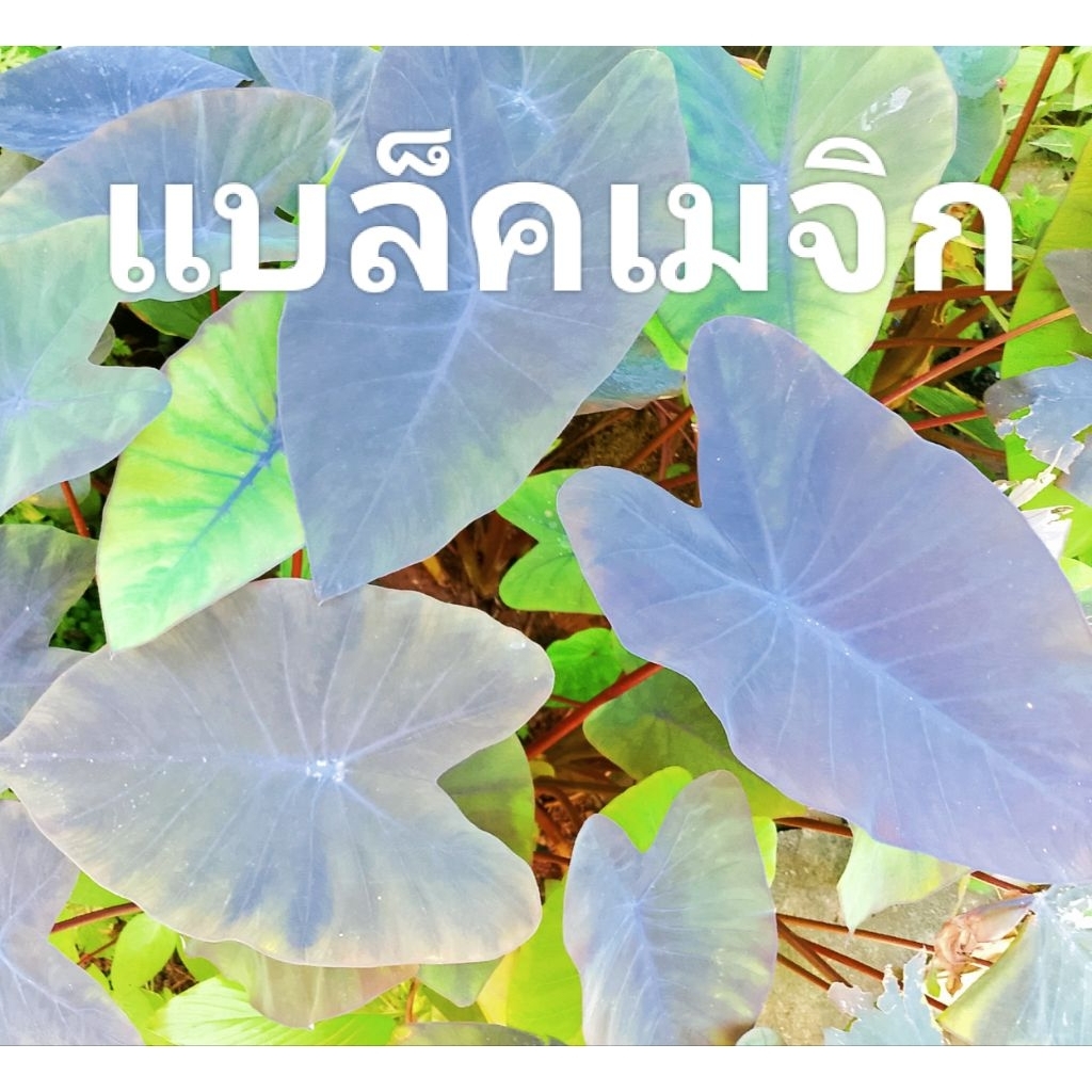 คุ้มสุด‼️(เหง้าละ10)💥#เดอะแบล็คเมจิค💥🤭‼️มาแล้วไม่เอ้าท์‼️ไม้ในตำนาน‼️ปลูกริมน้ำ ชอบแดดจัด💥 ทนน้ำขังได้ดี💯 ชอบแดดจัด 💯