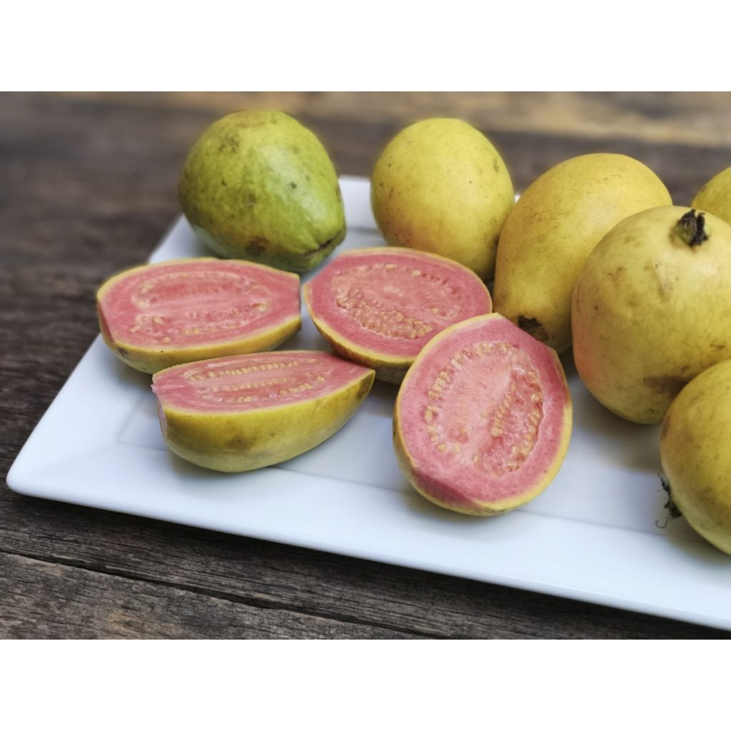 ต้นกล้า ฝรั่งขี้นก ใส้แดง  ฝรั่งขี้นกไส้ชมพู ต้นกล้าละ 12  บาท  Red Guava or  Pink guava