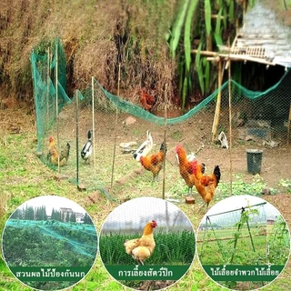 ตาข่ายล้อมไก่ อวนล้อมไก่ ตาข่ายไก่ อวนปลูกผัก ตาข่ายไนล่อน ตาข่ายกันนก เลี้ยงไก่เพื่อป้องกันการหลบ