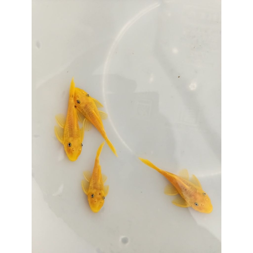 อาหารสำหรับปลาซัคเกอร์L144 Blue eye 1นิ้ว