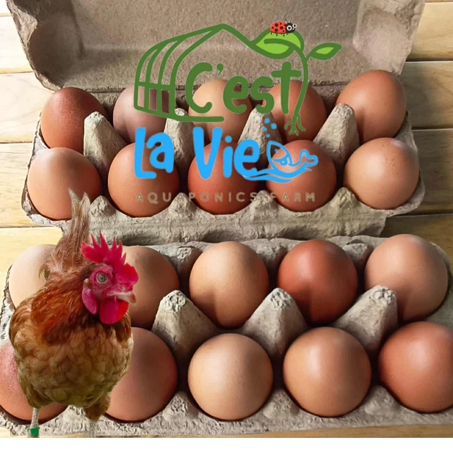 ไข่ไก่ปล่อยอิสระ Free Range Eggs ปลอดสาร สดใหม่จากฟาร์ม อร่อยไข่แดงมันนัว (20 ฟอง/20 eggs)ไซส์ M