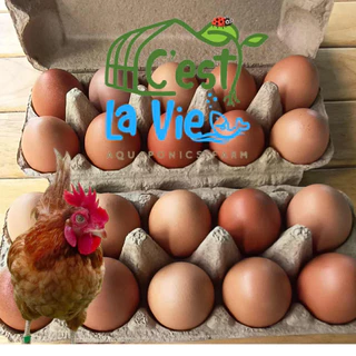 ไข่ไก่ปล่อยอิสระ Free Range Eggs ปลอดสาร สดใหม่จากฟาร์ม อร่อยไข่แดงมันนัว (20 ฟอง/20 eggs)ไซส์ M