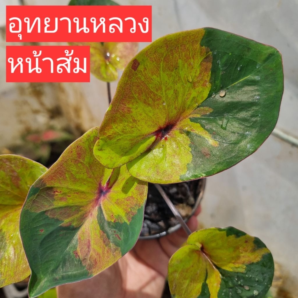 บอนสี อุทยานหลวง หน้าส้ม/หน้าเหลืองแบ่งกระถาง 4 นิ้วขนาดส่งตามรูปที่ 1-5 แชทเลือกต้นได้ค่ะ