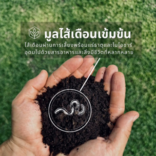 มูลไส้เดือน - รีเจนซอยล์ RegenSoil