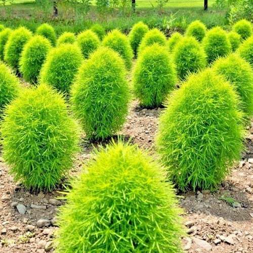 หญ้ากอเชีย Kochia scoparia burning bush 20 เมล็ด