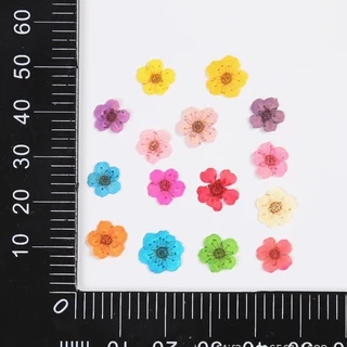 ดอกพลัม ดอกไม้ทับแห้ง ขนาดเล็ก ตกแต่งเครื่องประดับ DIY(1กระปุก/12ชิ้น)