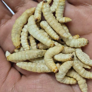 หนอนแว๊กฟรีซดราย หนอนน้ำผึ้ง หนอนแว๊กซ์ สำหรับชูก้า กระกรอก 10g.